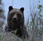 From London: June 2018 Canadian Rockies Trip - 2 nights in Calgary, 9 Nights Rental of a 2016 Ford Truck Camper/Motorhome + Insurance £859.91pp