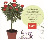 Standard Rose 13cm pot -Four Colours - £4.99 LIDL