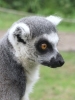 Yorkshire Wildlife Park/First buses FREE bus travel & fast track entry to YWP when you buy admission to park