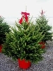 REAL POT GROWN XMAS TREES (NOT CUT) AT B&Q - £10.00 gradually reducing by 24/12