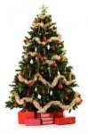 Real Christmas Trees
