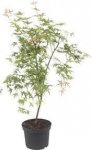 Japanese maple Acer plants in lidl just £6.49