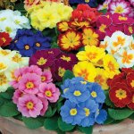 Morrison plant of the week is a potted Primrose for the budget bargain price of