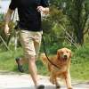 4FT Free Running Dog Lead £3.99 Prime or £7.98 non prime Sold by SuperStore2014