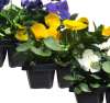Autumn Pansy and Viola Mixed Bedding Plants Jumbo Pack Pack of x6