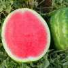 Mini Watermelons - x2