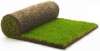 Rolawn Medallion Turf per m2 at Travis Perkins - free delivery over 85m2