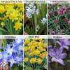 150 spring-flowering bulbs