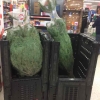 Asda reduced Christmas trees instore