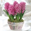 Surprise Christmas flowers/flowering bulbs Gift worth £12.99