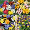 72 Winter Bedding Plants