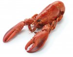 Morissons Whole Frozen Lobster