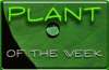  Morrison's 'Plant of the Week' - Primrose 50p 