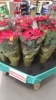Poinsettia or £2