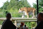 2 for 1 Breakfast with the Big Cats + Spend the rest of the day in Paradise Wildlife Park £33pp using code