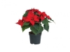 Poinsettia Plant