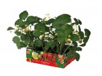 Strawberry Plants