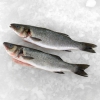 Fresh Sea Bass