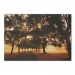 Morning Walk 100cm x 70cm Photographic Canvas del @ Graham & Brown (upto 70% off Sale Today Only)