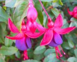 Fuchsia potted plant at Morrisons, variety of colours inc my favourite pictured here