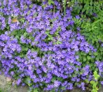 Instore Morrisons rocky perennial campanula down in price