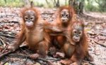 From London: Malaysia & Borneo Holiday &pound;661.17pp