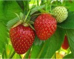 Strawberry plants at Morrisons, potted, bargain price of