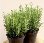 Aromatic Herb potted plants, inc Rosemary, Thyme and Peppermint now almost half the usual