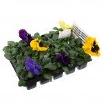 20 pack Pansy plants