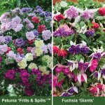 Hanging Basket Collection - 15 plants for free p+p