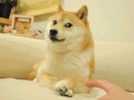 Pembrokeshire County Council, Free Dog Chipping Events Throughout April
