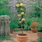 Free Dwarf Apple Tree potted plant), Just pay postage