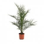Canary Island Palm - Phoenix Canarienis in 20cm pot - about 3 foot high - plenty at Morrisons Stamford - probably national