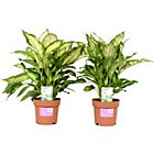 3 for 2 on all plants