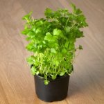 Coriander Living Herb Medium Pot / Flat Leaf Parsley Living Herb Medium Pot