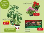 Vegetable Plants (12cm pot) - £1.29 each or Four (Tomato, Capsicum, Cucumber or Courgette) - Growbag (27L) £1.29 - Trailing Geranium £1.49