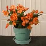MORRISONS Plant of The Week, is an "Easter Flowering Cactus