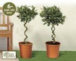Bay Trees