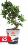 Bonsai - Carmona, Ficus, Ginseng or Pachira (15cm pot) £3.99 (9cm pot) - Money Plant £3.99 - Lucky Bamboo £2.69 LIDL - 19th & 23rd May
