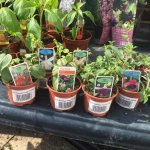 Variety of Fuchsia plants
