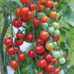 Free 6 x cherry tomato plants Sweet Aperitif just pay for postage