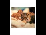 Asda Cat throw
