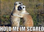 Meerkat Movies annual 2for1 pass