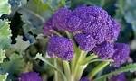 Purple Sprouting Broccoli 200g