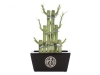 Lucky Bamboo Plant