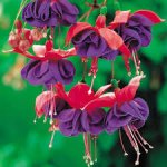 2 foot high 3l pot fuchsia, hundreds of buds