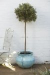 Olive trees x2
