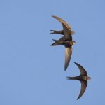 Take part in Big Garden Birdwatch and contribute to the world’s largest wildlife survey! Count birds for an hour and tell us what you see