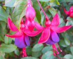 Morrisons Plant of the week. Fuchsia £1.29