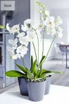 Scheurich Trio Planter / Plant Pot for Orchids